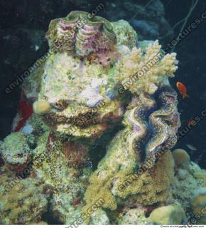 Photo Reference of Coral Sudan Undersea 0012
